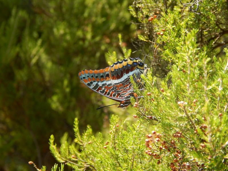 Charaxes jasius finalmente!!!!